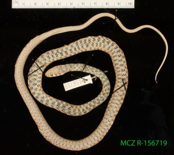 Media type: image;   Herpetology R-156719 Description: Specimen photo;  Aspect: whole body dorsal
